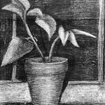 Window Plant 1