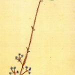 Evergreen twig