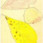 Three Autumn leaves 